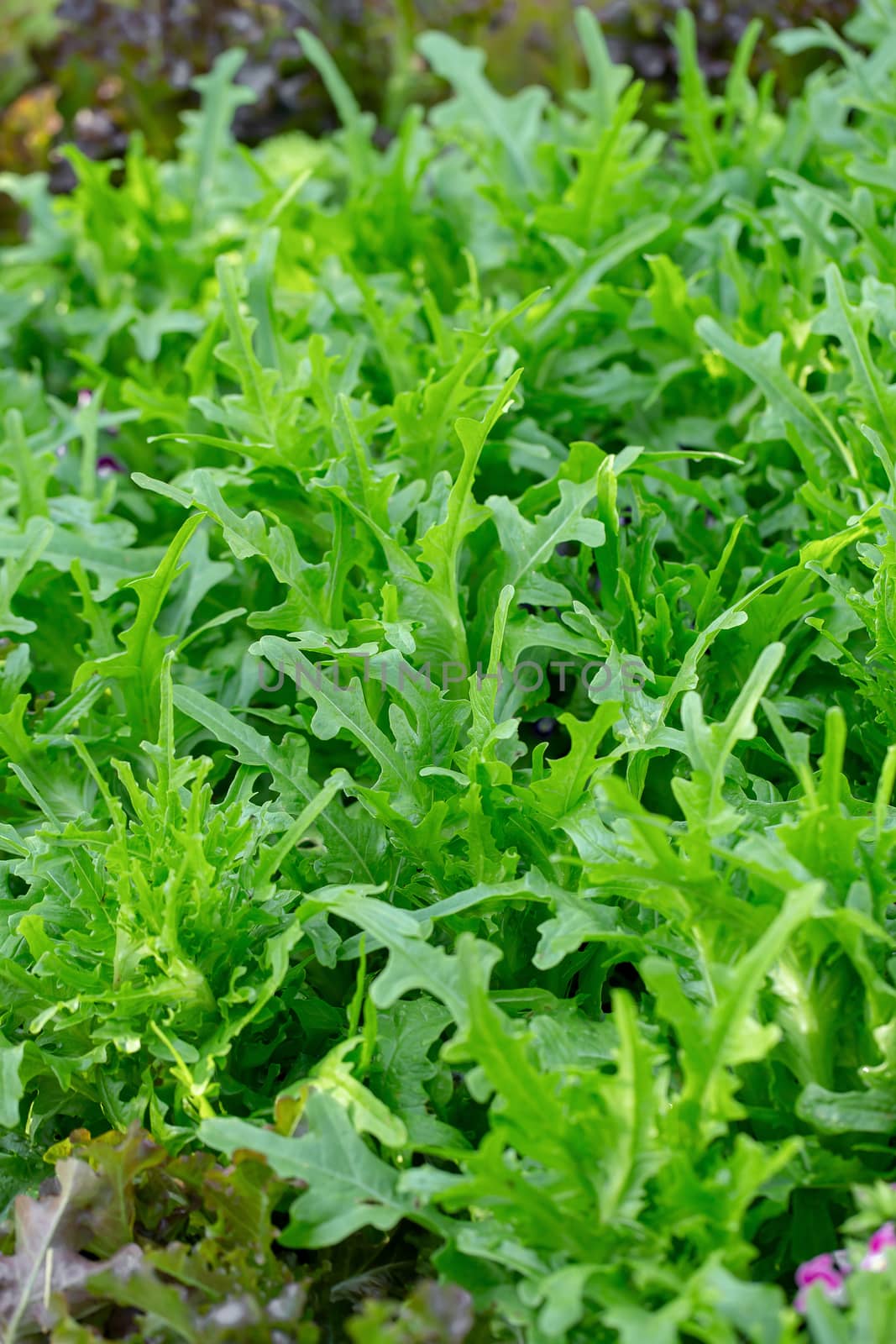 Fresh lettuce leaves, Salads vegetable hydroponics farm by kaiskynet