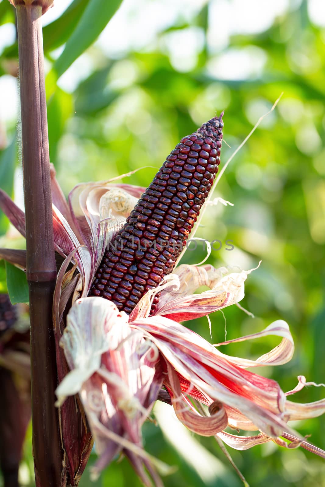 red sweet corns in green leaves on a farm field.