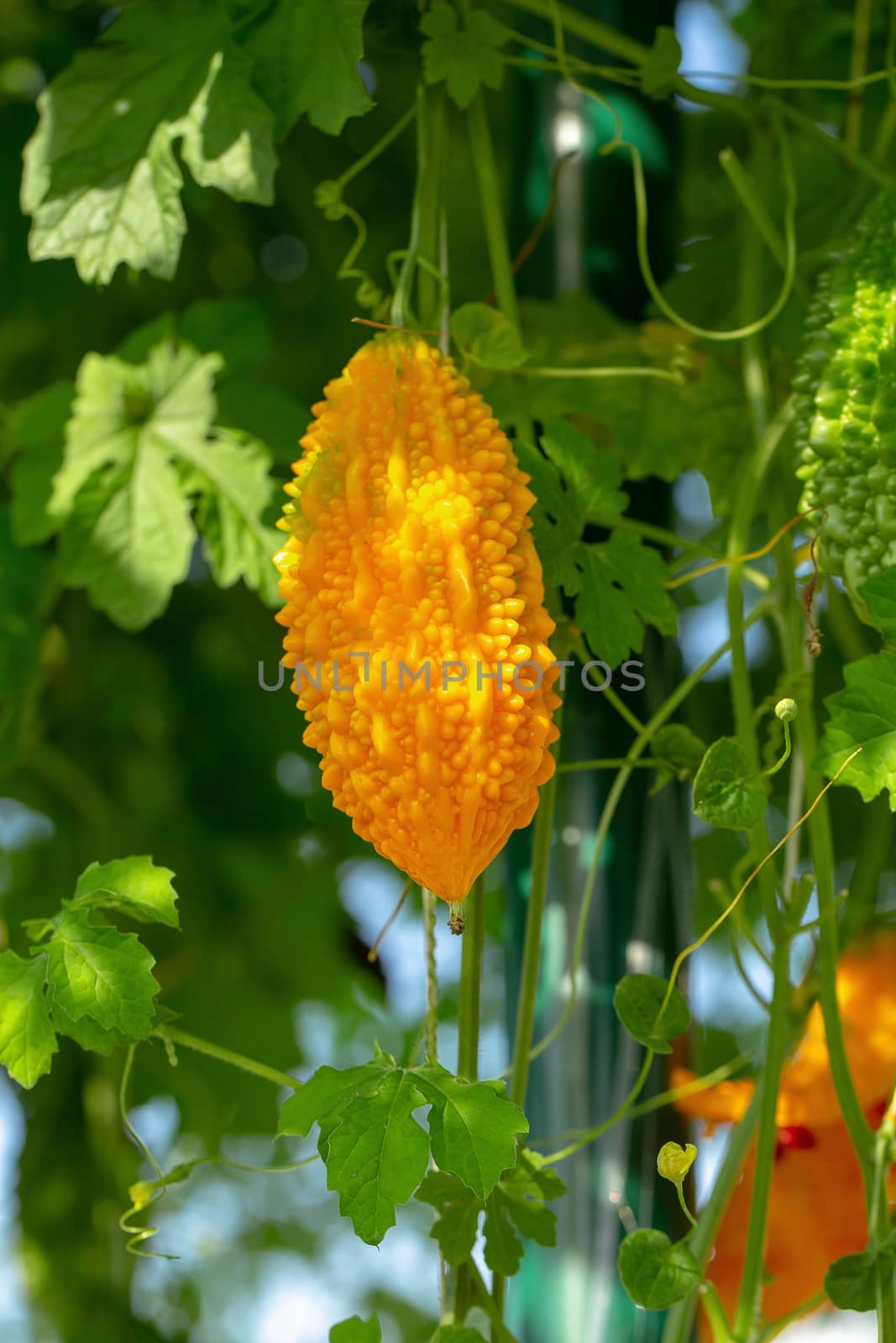 Bitter melon, Bitter gourd or Bitter squash hanging plants in a  by kaiskynet