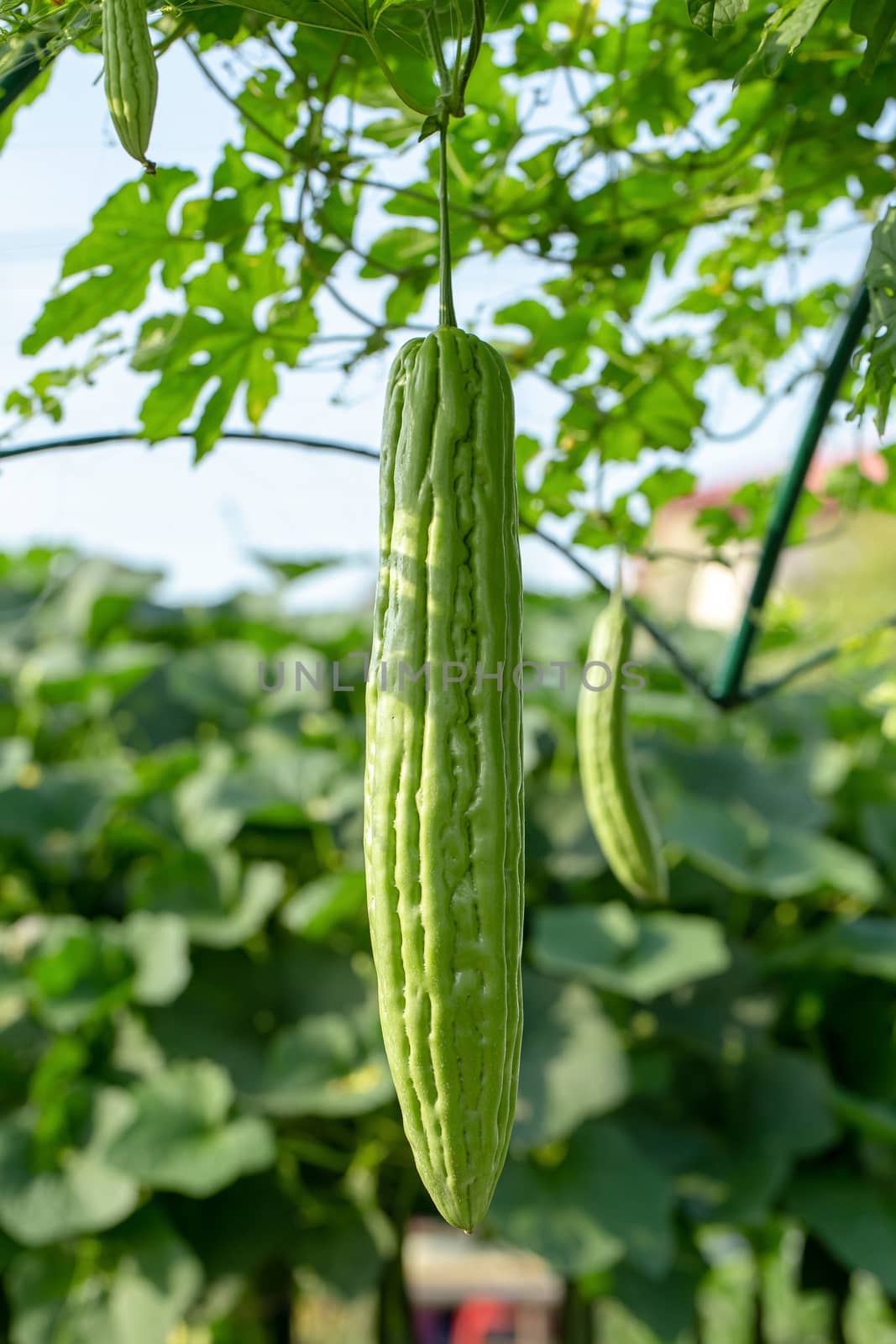Bitter melon, Bitter gourd or Bitter squash hanging plants in the agricultural farm.