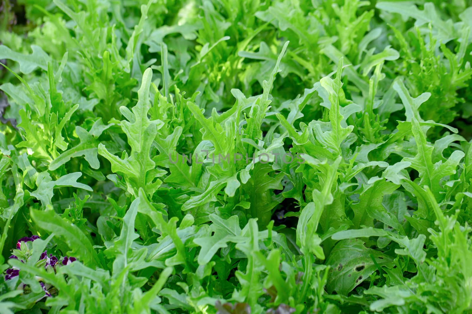 Fresh lettuce leaves, Salads vegetable hydroponics farm by kaiskynet