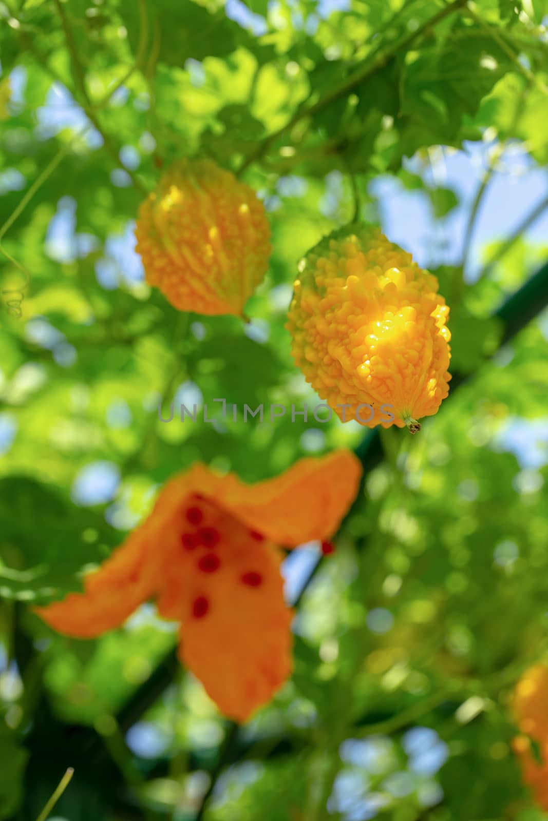 Bitter melon, Bitter gourd or Bitter squash hanging plants in a farm.