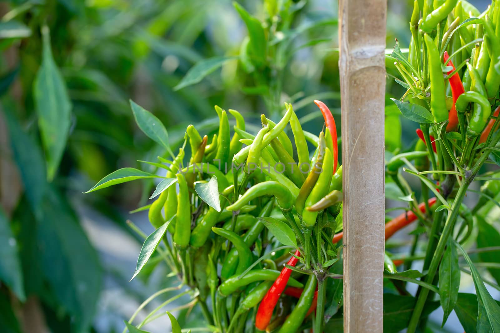 Ripe Red and Green chilli on a tree, Green chilies grows in the  by kaiskynet