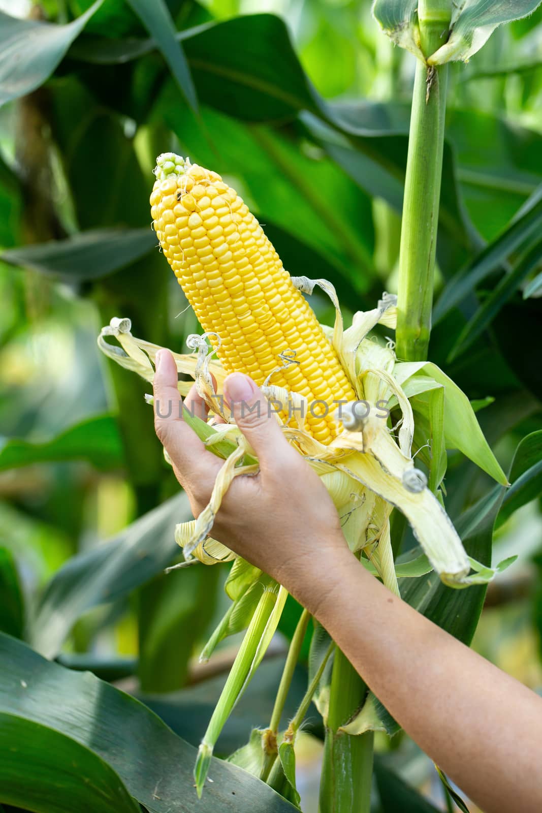 Yellow corn in green leaves on a farm field by kaiskynet