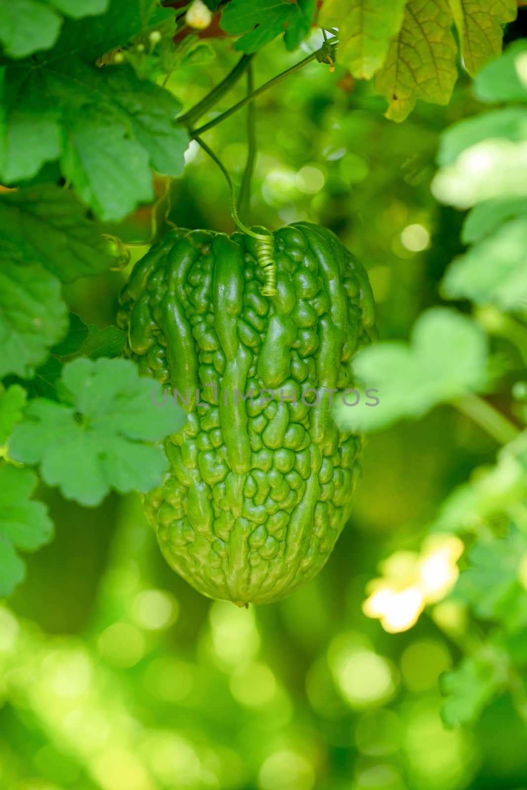 Bitter melon, Bitter gourd or Bitter squash hanging plants in a  by kaiskynet