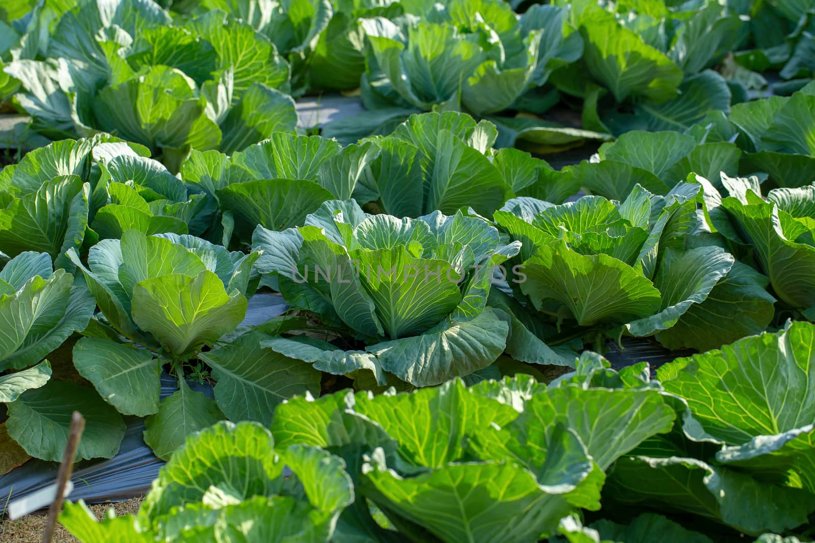 Fresh cabbage from farm field, cabbage in the garden by kaiskynet