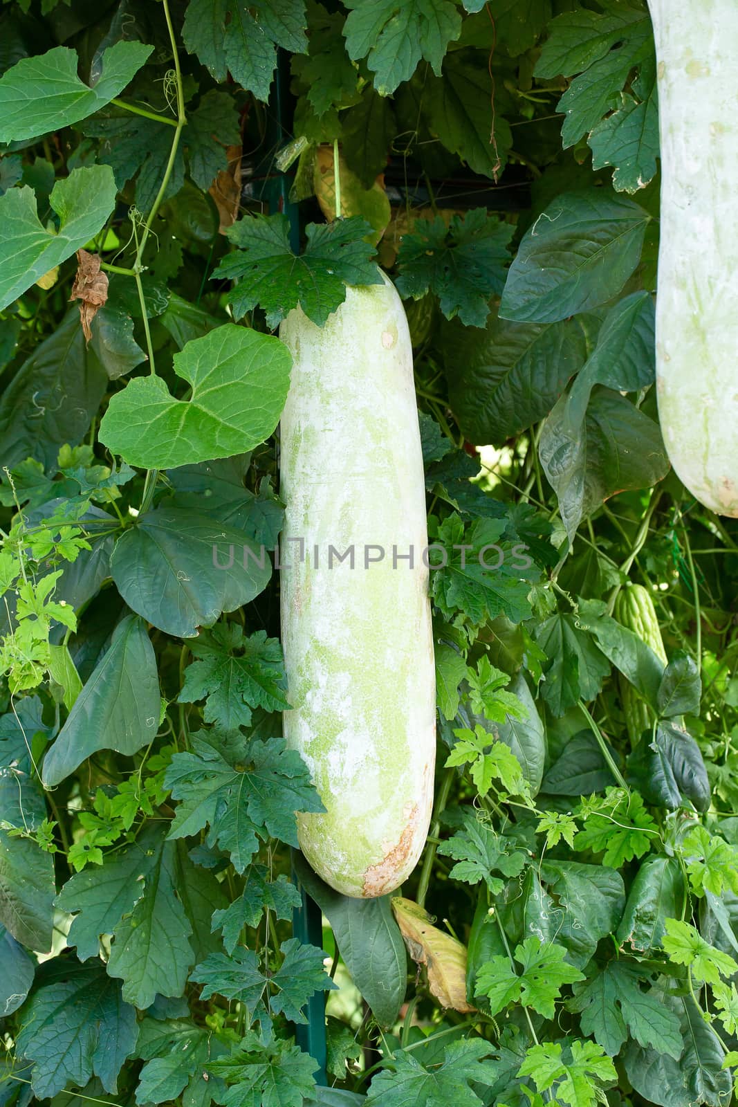 Fresh of green Winter melon on the tree.