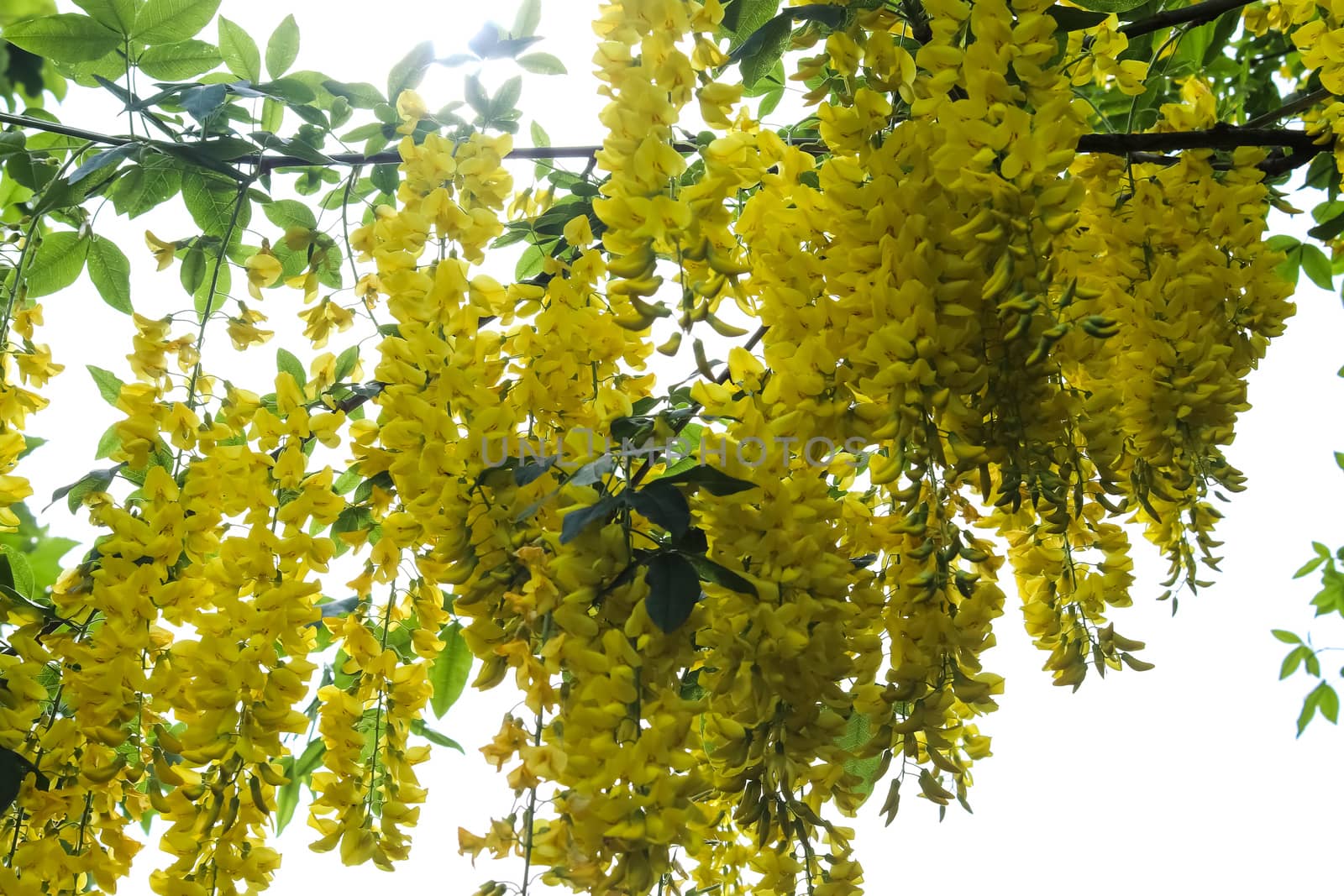 Yellow blossom of a golden shower tree (cassia fistula) on a sun by MP_foto71