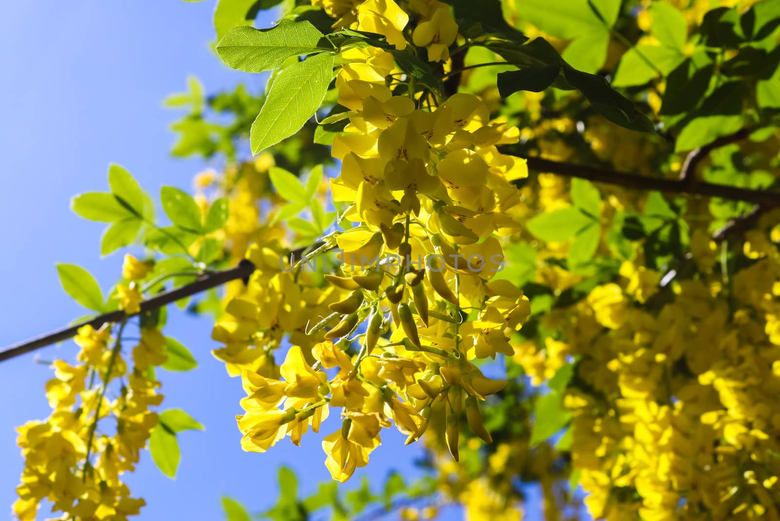 Yellow blossom of a golden shower tree (cassia fistula) on a sunny summer day