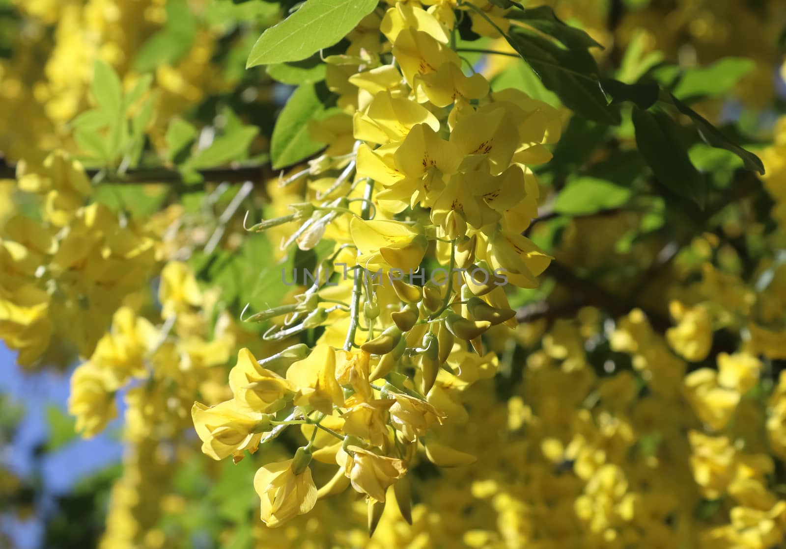 Yellow blossom of a golden shower tree (cassia fistula) on a sun by MP_foto71