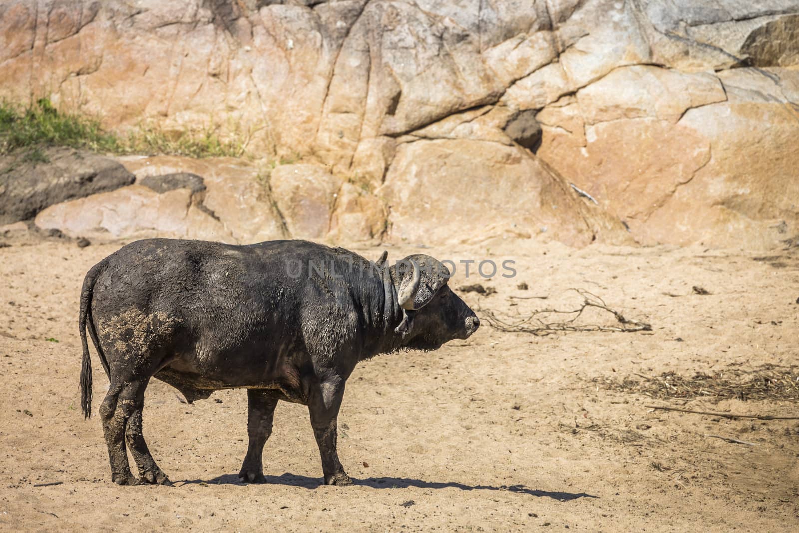 African buffalo on sandy riverside in Kruger National park, South Africa ; Specie Syncerus caffer family of Bovidae