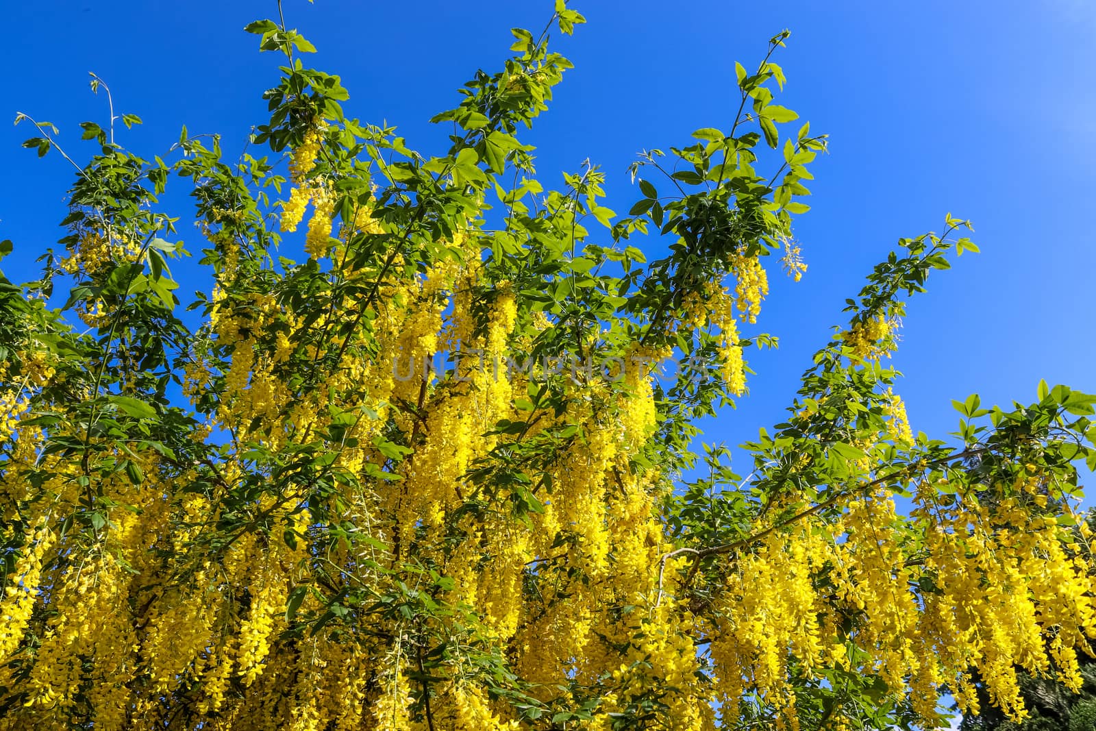 Yellow blossom of a golden shower tree (cassia fistula) on a sun by MP_foto71
