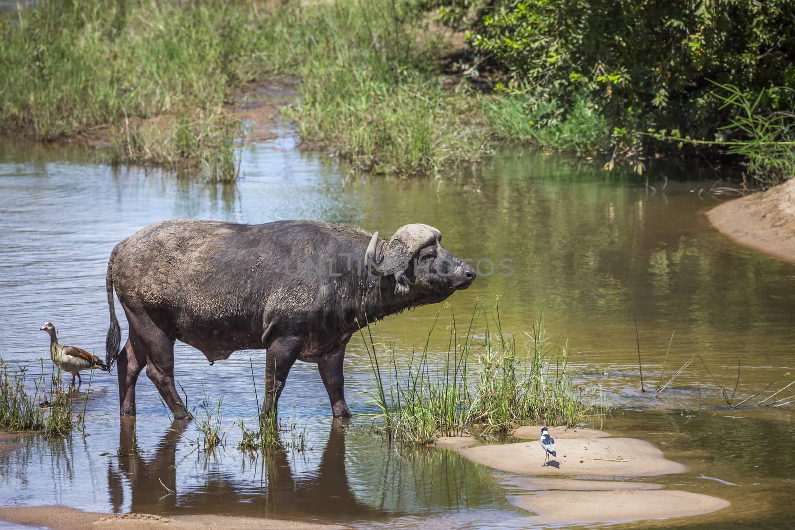 African buffalo bull crossing a river in Kruger National park, South Africa ; Specie Syncerus caffer family of Bovidae