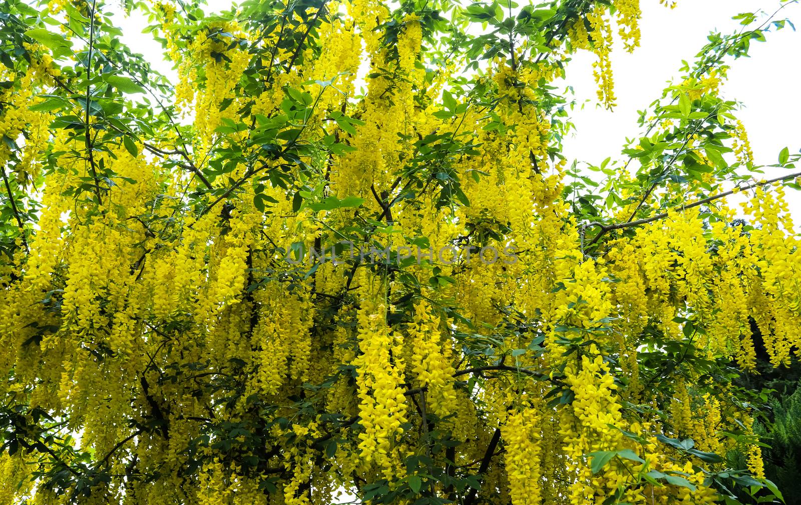 Yellow blossom of a golden shower tree (cassia fistula) on a sun by MP_foto71