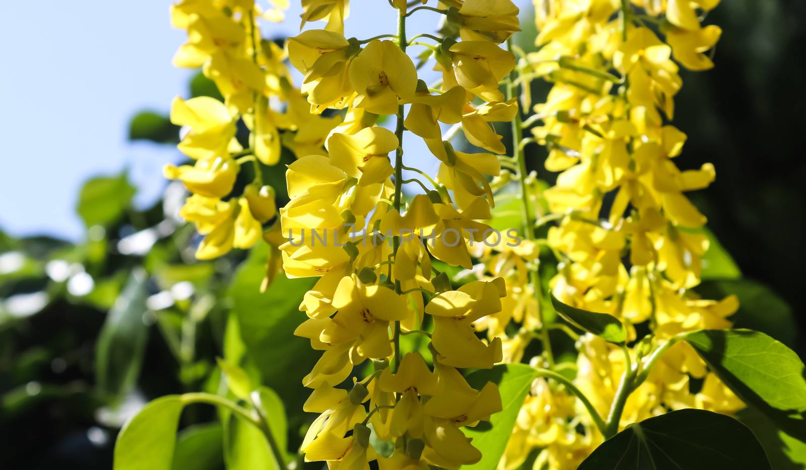 Yellow blossom of a golden shower tree (cassia fistula) on a sunny summer day