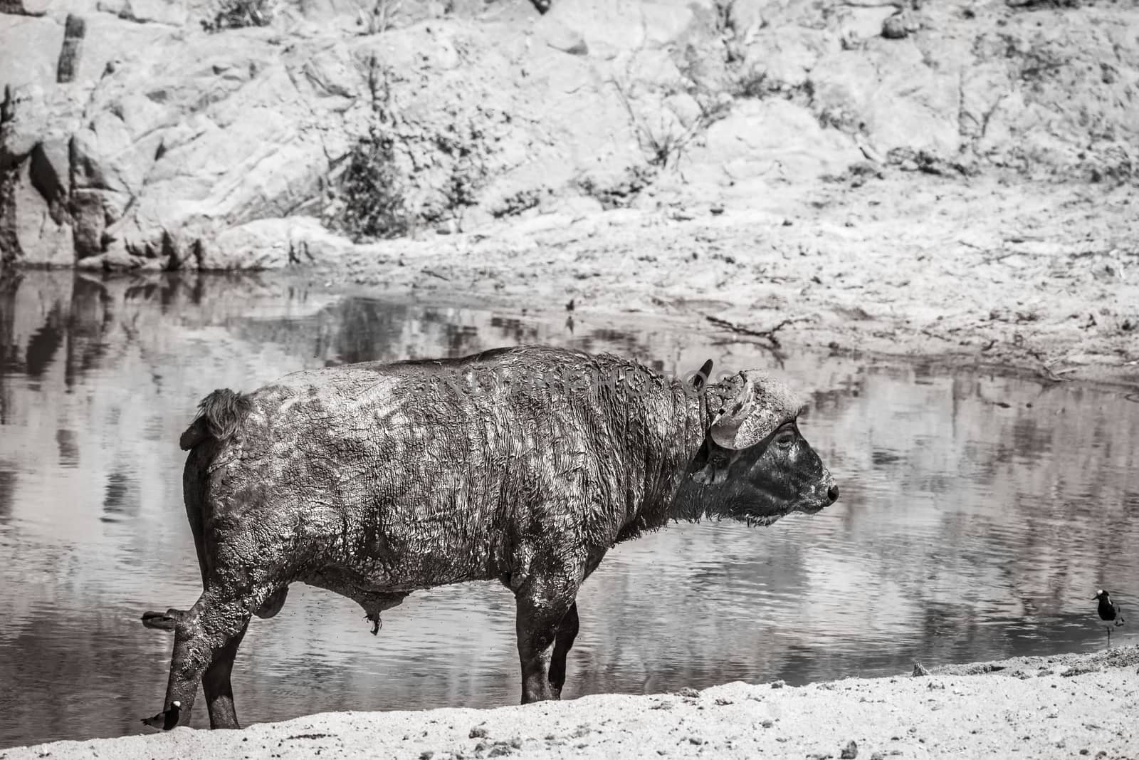 African buffalo standing on riverbank in black and white in Kruger National park, South Africa ; Specie Syncerus caffer family of Bovidae