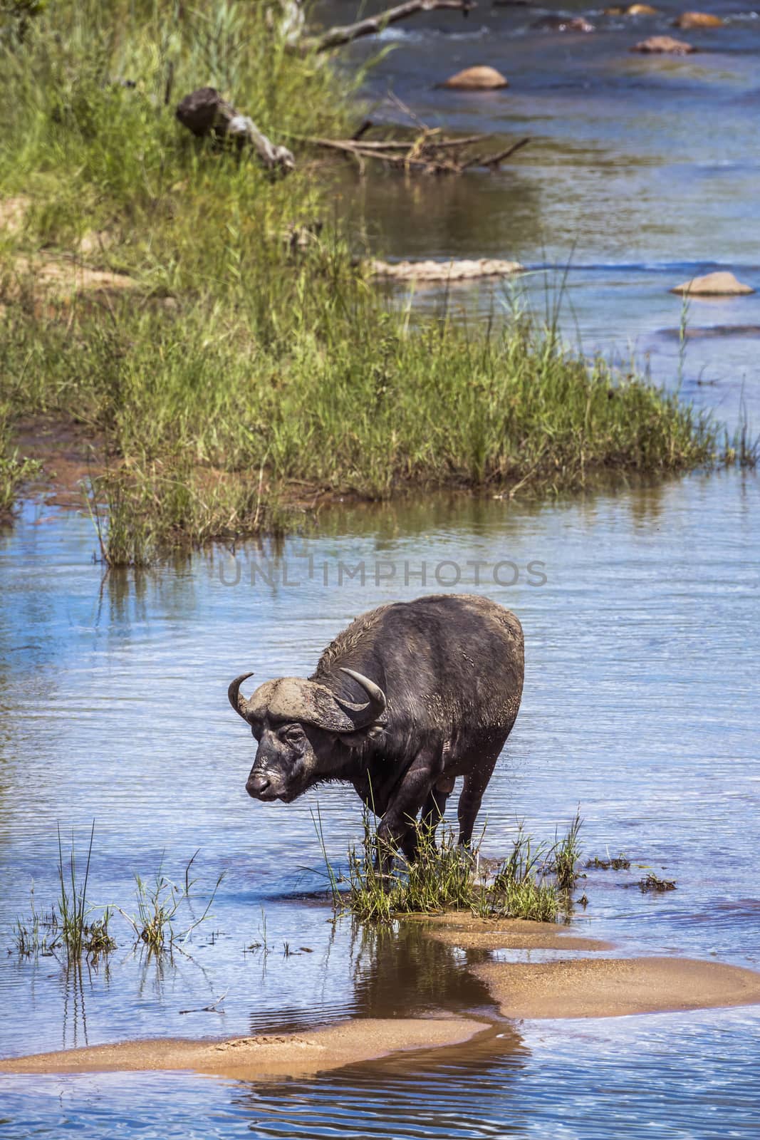 African buffalo bull crossing a river in Kruger National park, South Africa ; Specie Syncerus caffer family of Bovidae