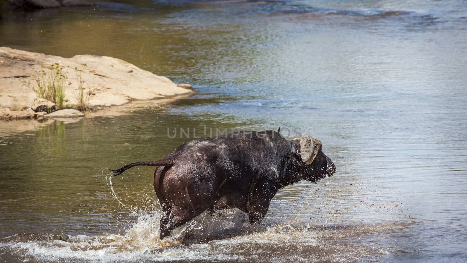 African buffalo attacked by crocodile in Kruger National park, South Africa ; Specie Syncerus caffer family of Bovidae