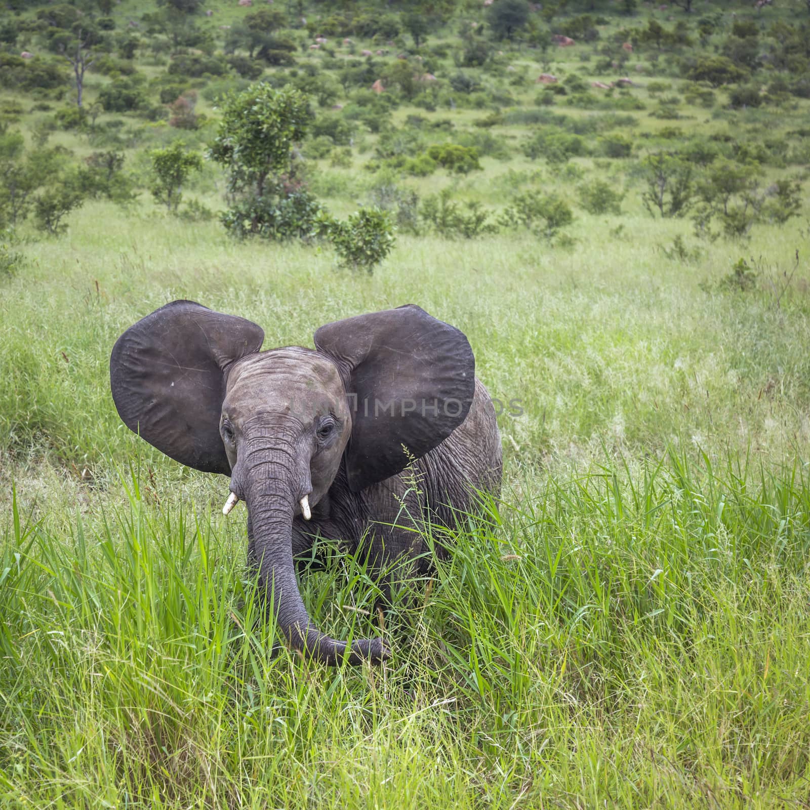 African bush elephant in Kruger National park, South Africa by PACOCOMO