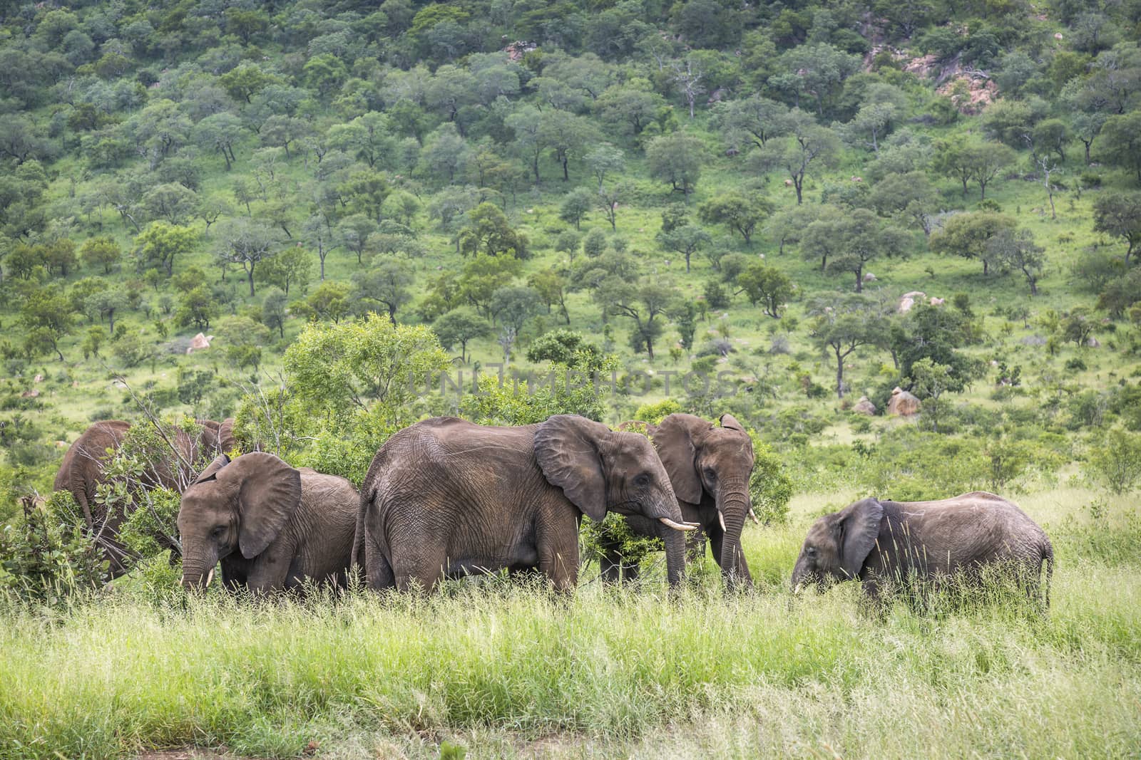 Small group of African bush elephant in green savannah in Kruger National park, South Africa ; Specie Loxodonta africana family of Elephantidae