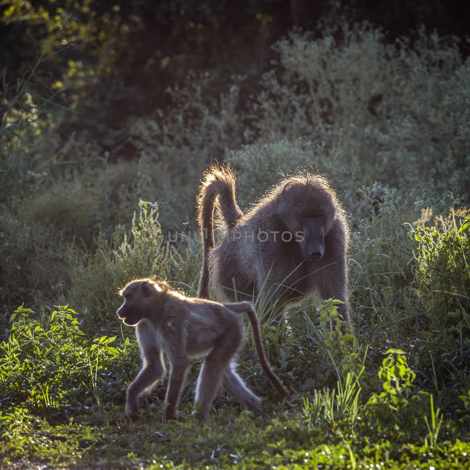 Two Chacma baboon in backlit grass in Kruger National park, South Africa ; Specie Papio ursinus family of Cercopithecidae