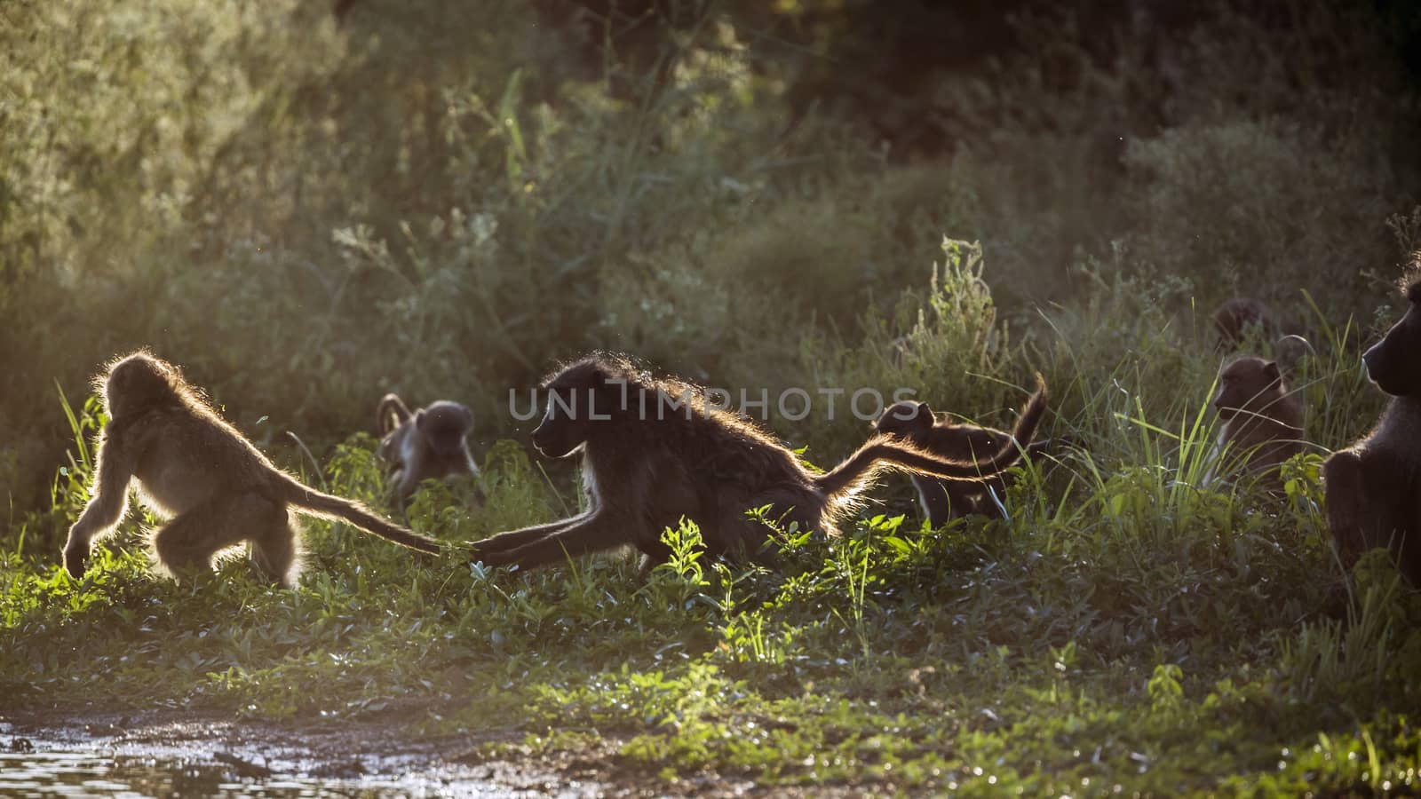 Chacma baboon fighting on lakeside in Kruger National park, South Africa ; Specie Papio ursinus family of Cercopithecidae