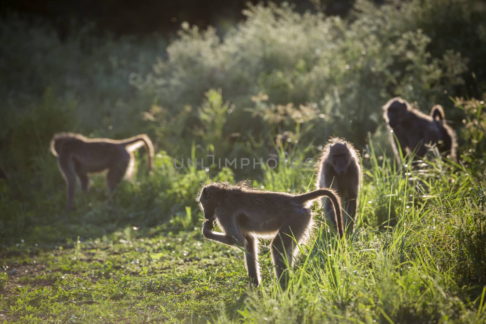 Chacma baboon small group eating in grass backlit in Kruger National park, South Africa ; Specie Papio ursinus family of Cercopithecidae