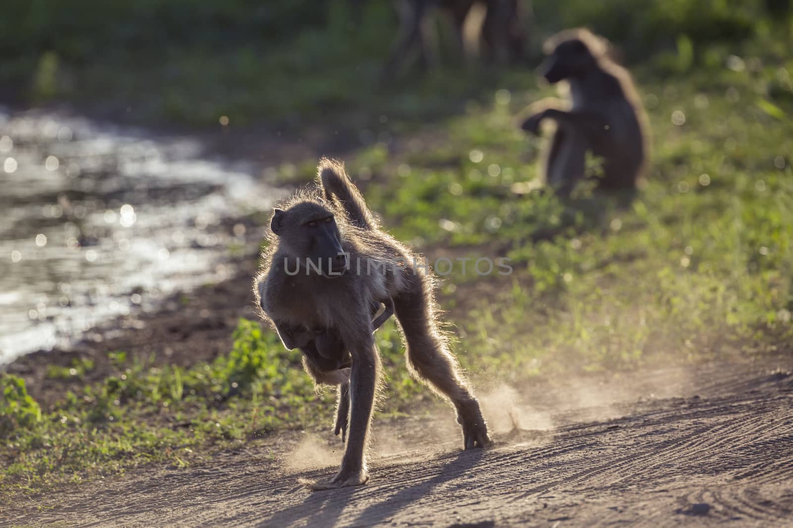 Chacma baboon female running with baby in Kruger National park, South Africa ; Specie Papio ursinus family of Cercopithecidae