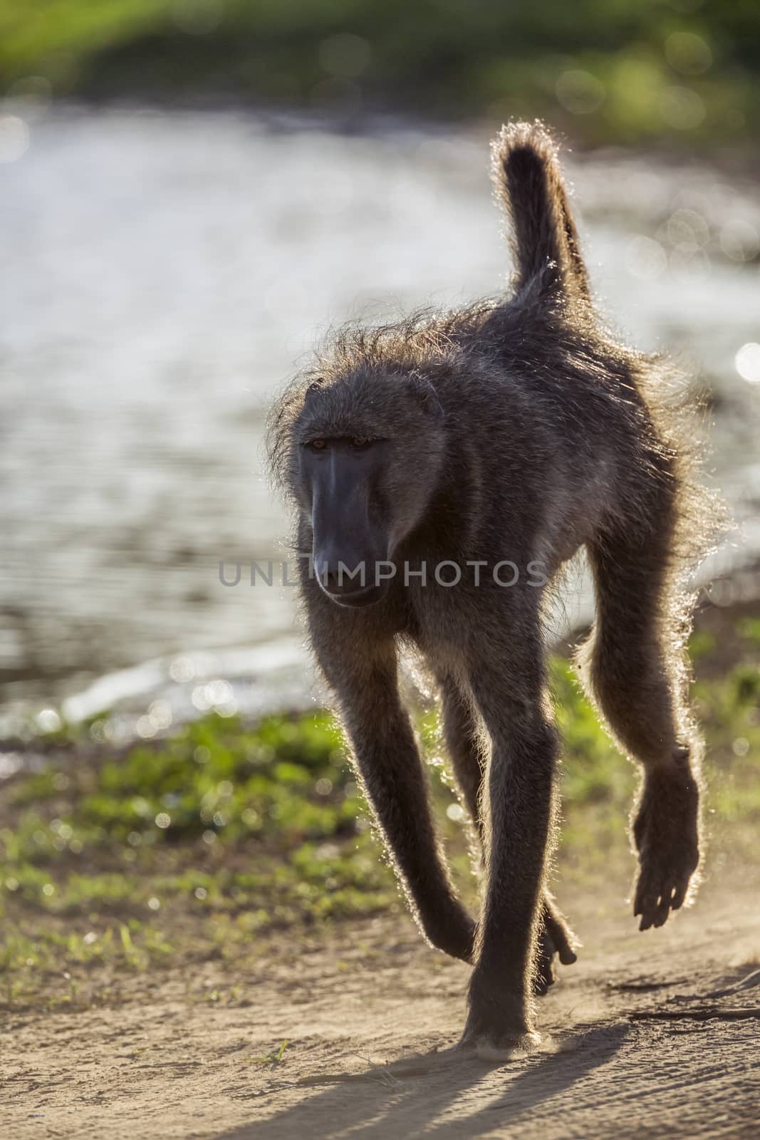 Chacma baboon in Kruger National park, South Africa by PACOCOMO