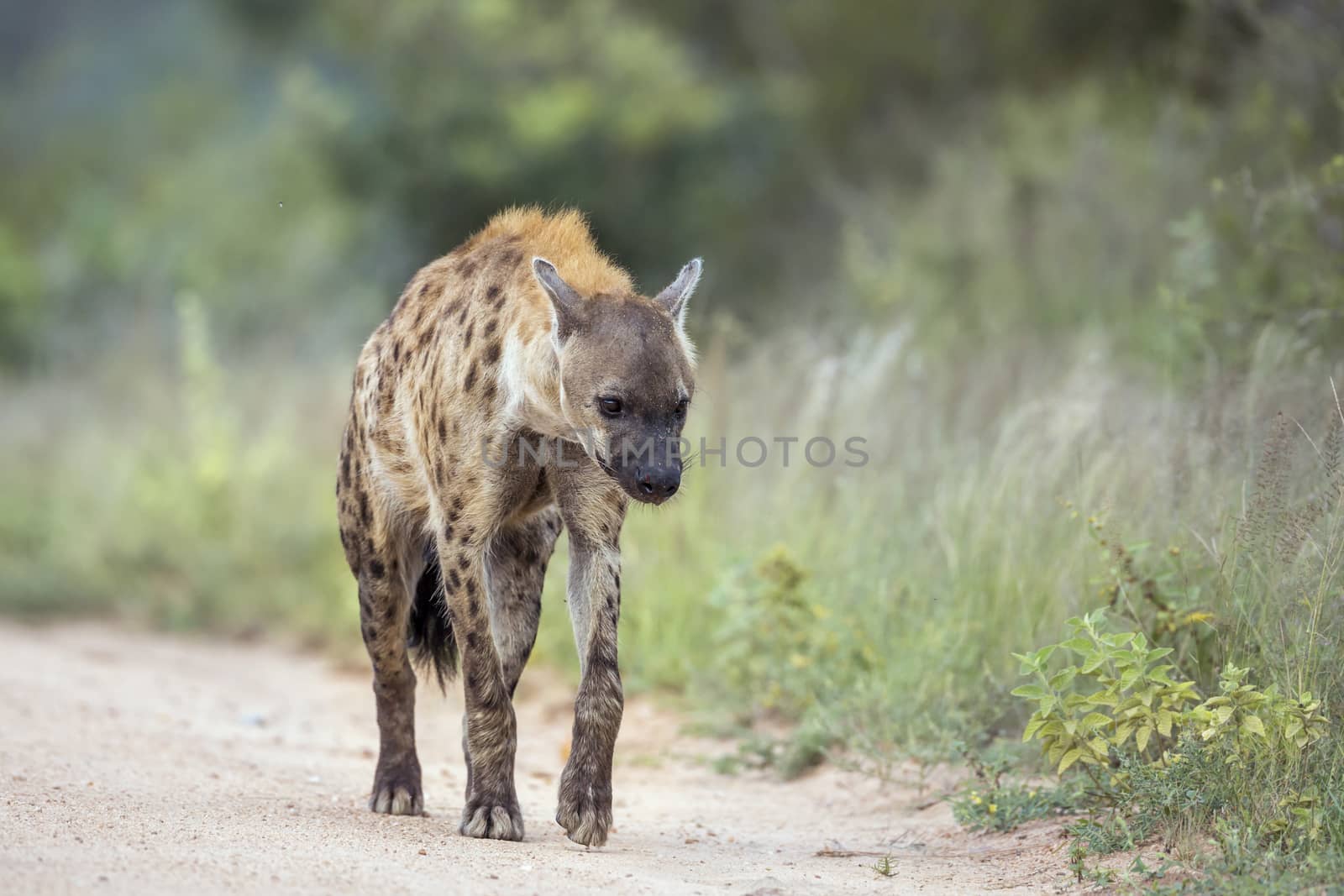 Spotted hyaena walking on safari dirt road in Kruger National park, South Africa ; Specie Crocuta crocuta family of Hyaenidae