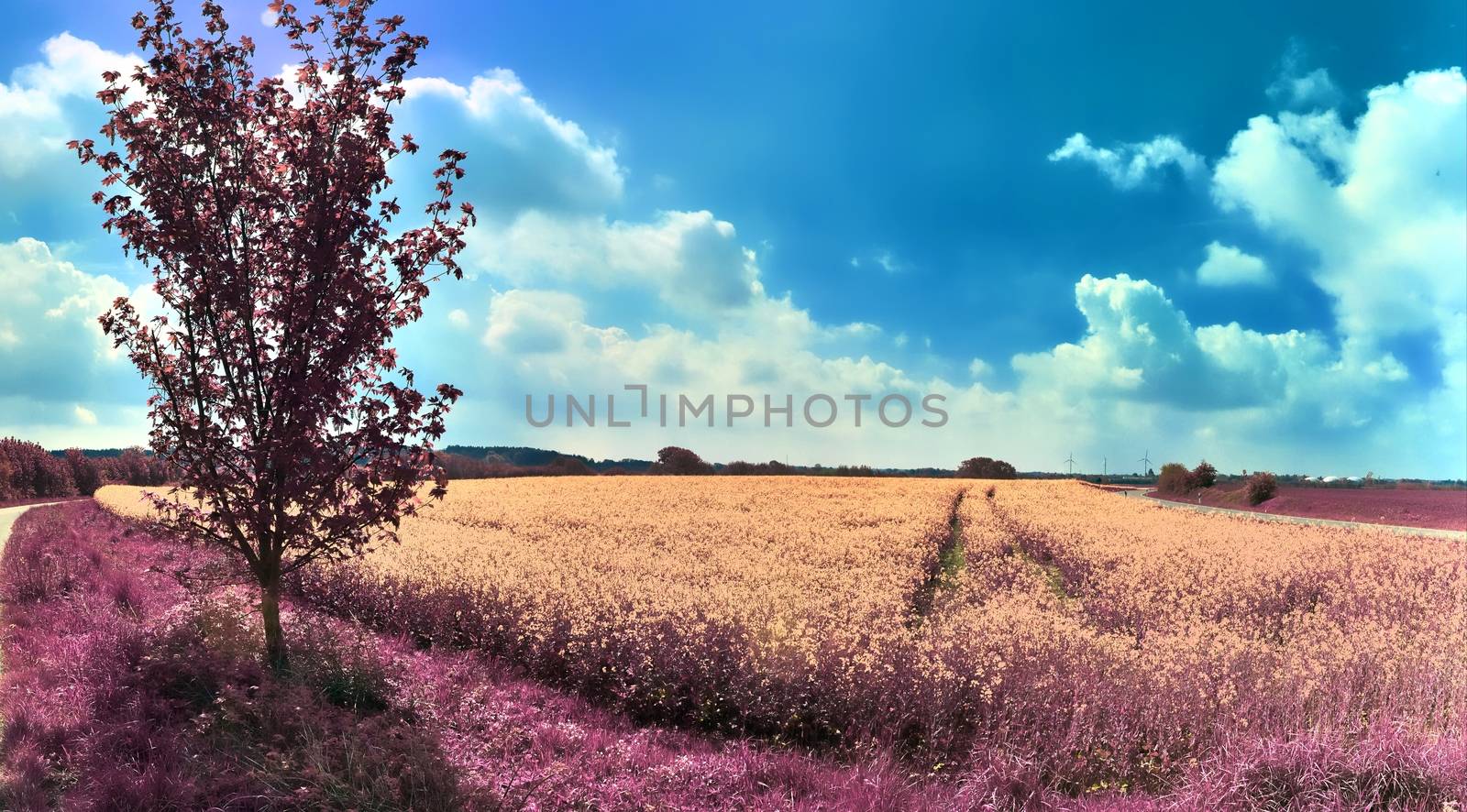 Beautiful and colorful fantasy landscape in an asian purple infr by MP_foto71
