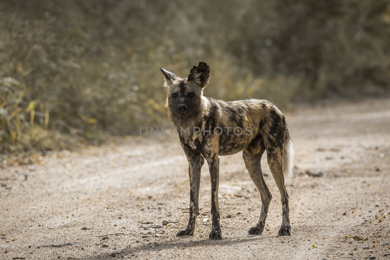 African wild dog standing on dirt road in Kruger National park, South Africa ; Specie Lycaon pictus family of Canidae