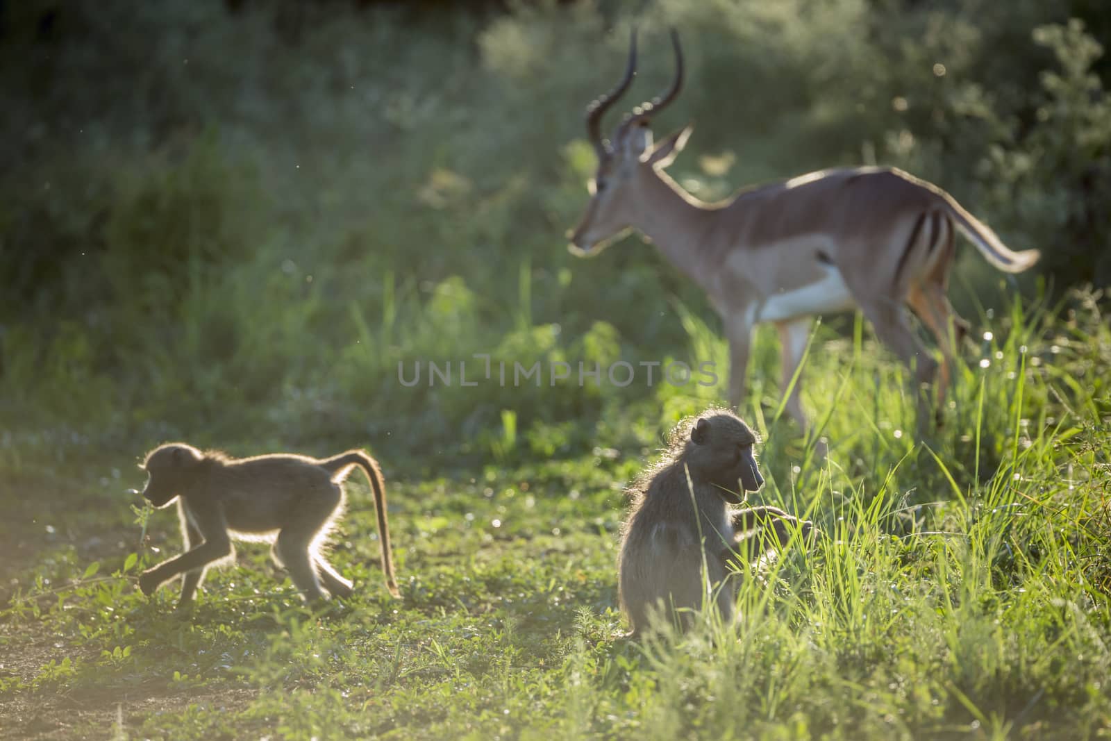 Chacma baboon and impala in Kruger National park, South Africa ; Specie Papio ursinus family of Cercopithecidae