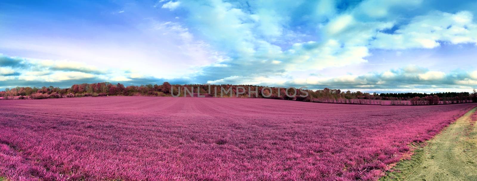 Beautiful and colorful fantasy landscape in an asian purple infr by MP_foto71