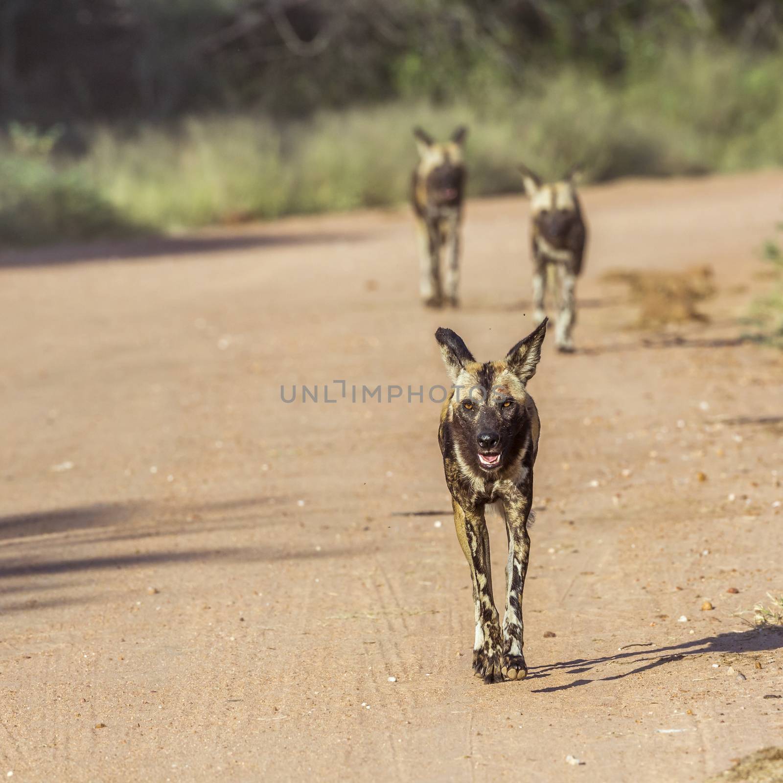 African wild dog in Kruger National park, South Africa by PACOCOMO