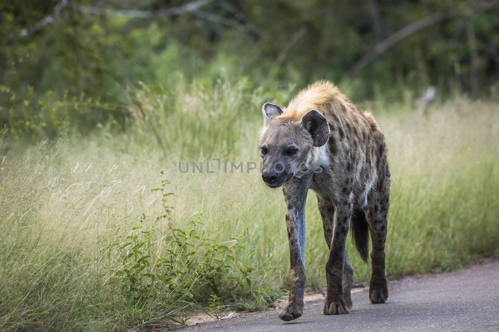 Spotted hyaena walking front view on the road in Kruger National park, South Africa ; Specie Crocuta crocuta family of Hyaenidae