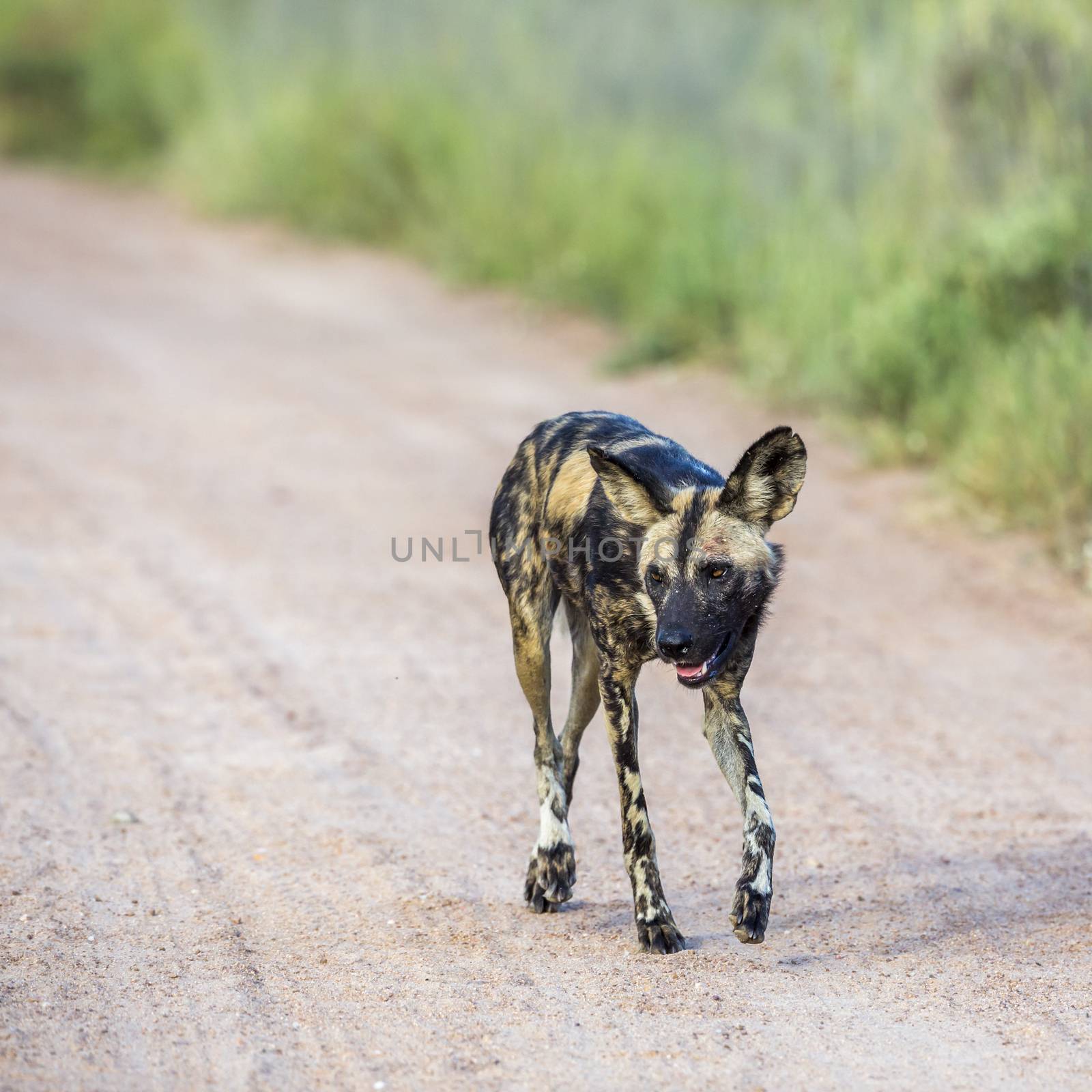 African wild dog in Kruger National park, South Africa by PACOCOMO