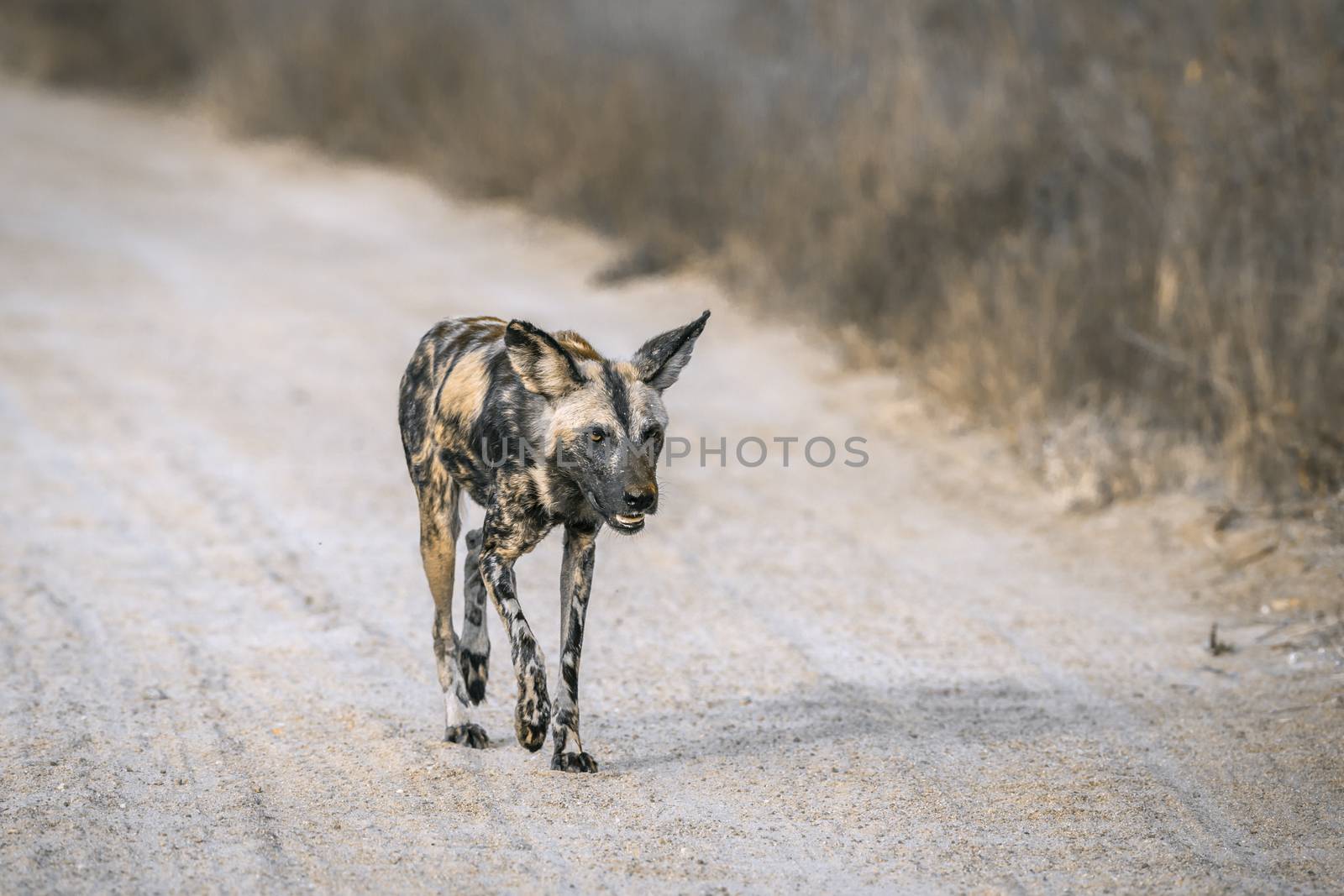 African wild dog moving on gravel road in Kruger National park, South Africa ; Specie Lycaon pictus family of Canidae