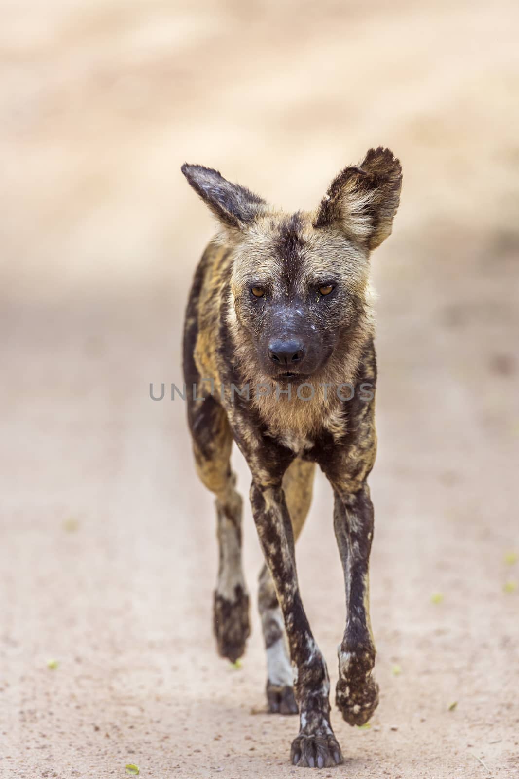 African wild dog in Kruger National park, South Africa ; Specie Lycaon pictus family of Canidae