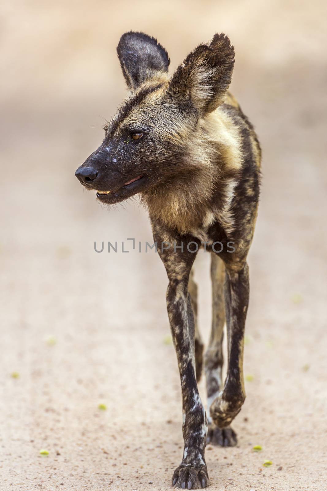 African wild dog in Kruger National park, South Africa by PACOCOMO