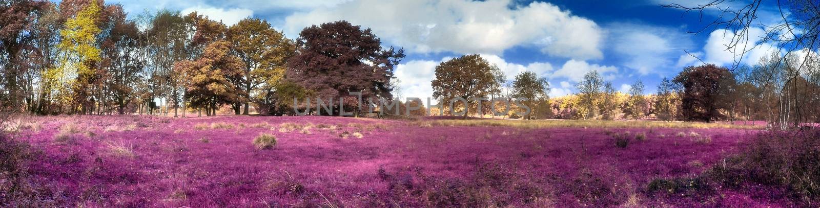 Beautiful and colorful fantasy landscape in an asian purple infrared photo style