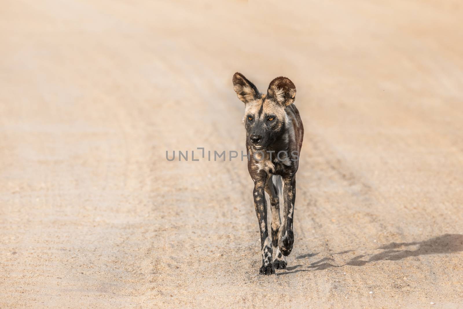 African wild dog in Kruger National park, South Africa by PACOCOMO