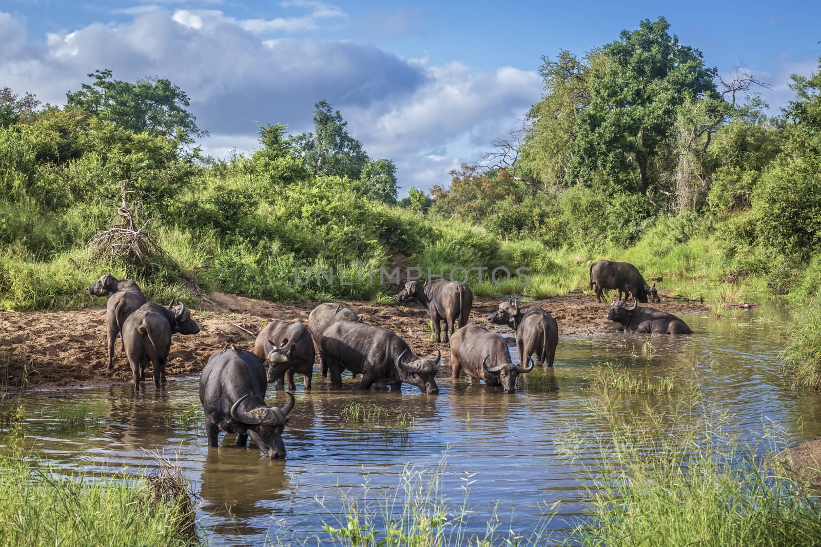 Herd of African buffalo bathing and drinking in Kruger National park, South Africa ; Specie Syncerus caffer family of Bovidae