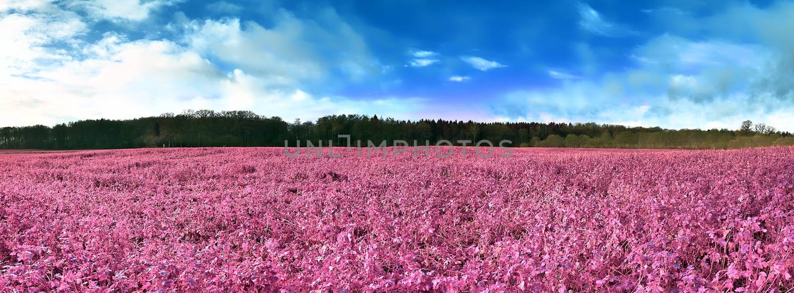 Beautiful and colorful fantasy landscape in an asian purple infrared photo style