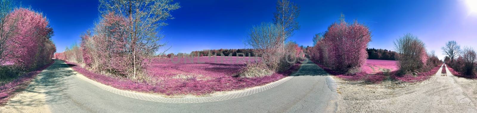 Beautiful and colorful fantasy landscape in an asian purple infrared photo style