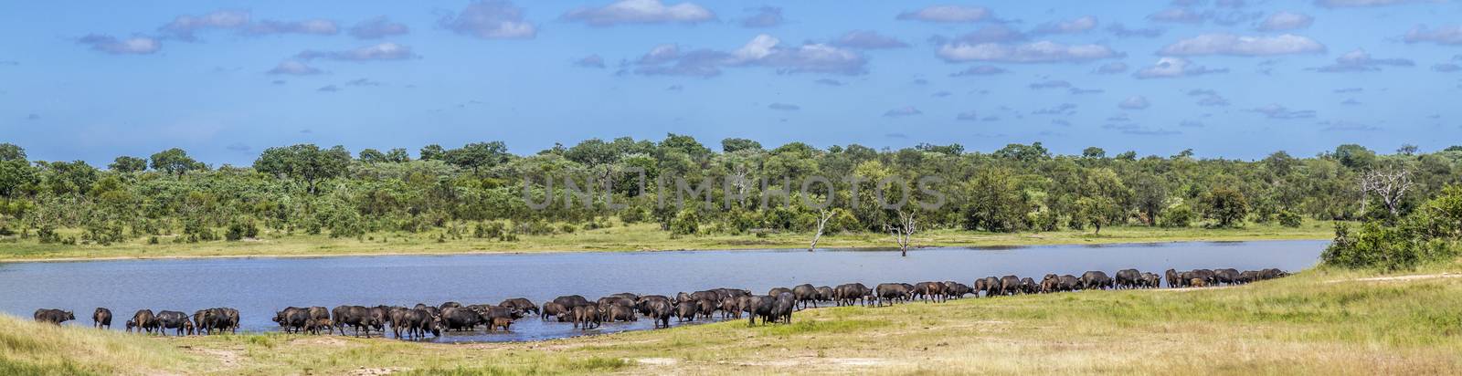 Herd of African buffalo in lake side in Kruger National park, South Africa ; Specie Syncerus caffer family of Bovidae