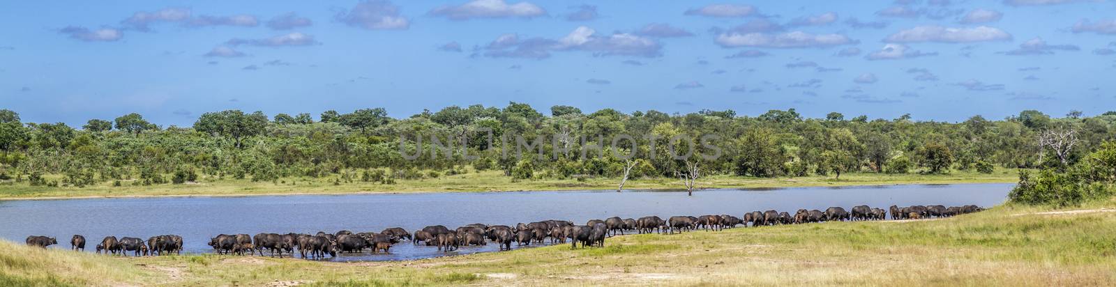 African buffalo in Kruger National park, South Africa by PACOCOMO