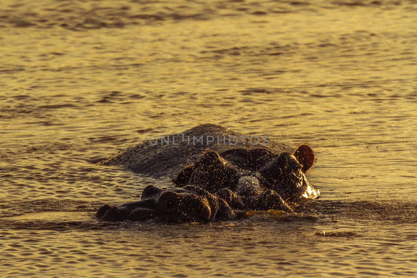 Hippopotamus in Kruger National park, South Africa ; Specie Hippopotamus amphibius family of Hippopotamidae