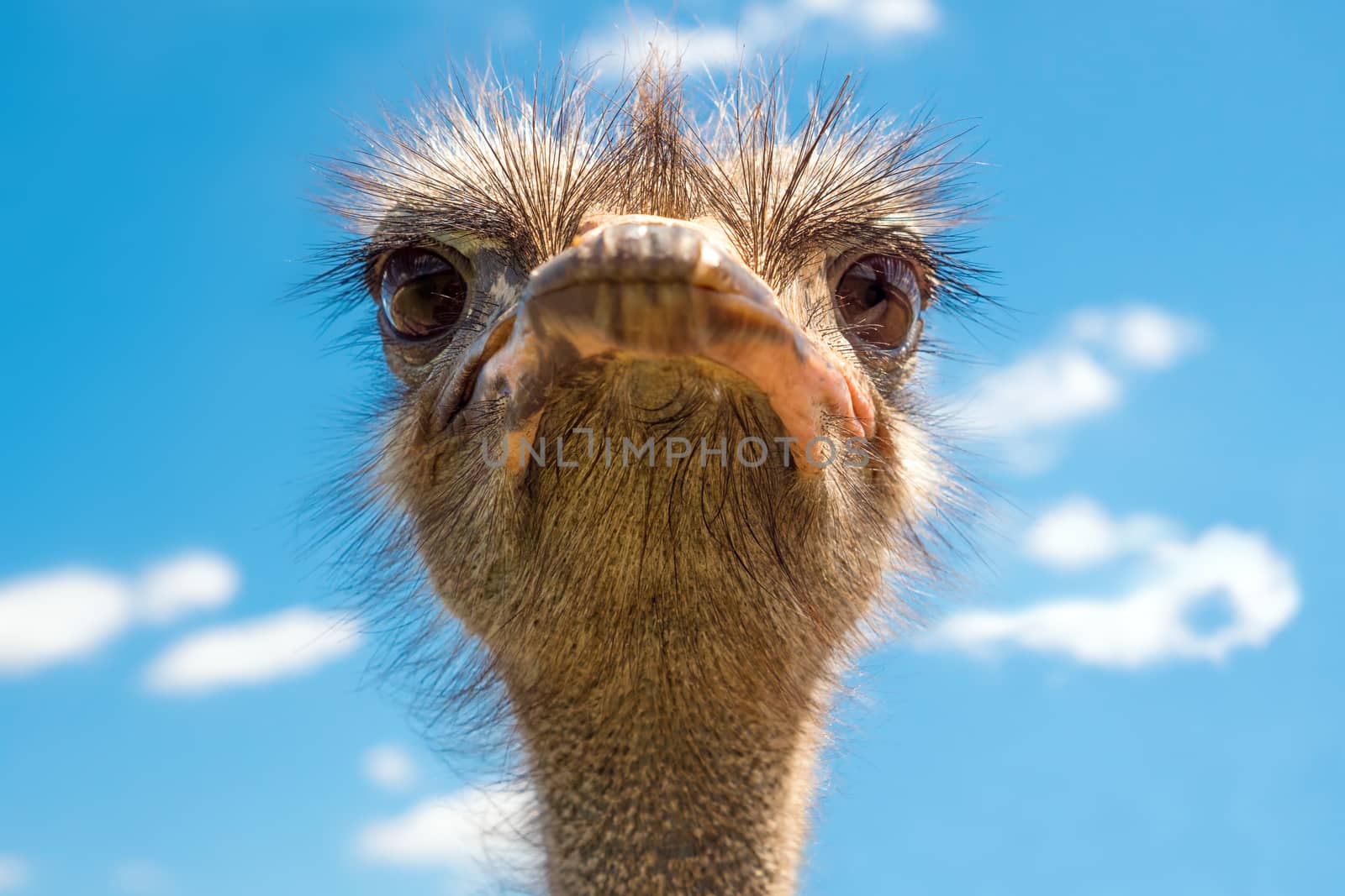 Head of ostrich on clear sky backdrop. Beak of ostrich. Portrait of ostrich head. African ostrich looks into the camera, has a funny look. Largest living bird. Zoo bird. He poses comically