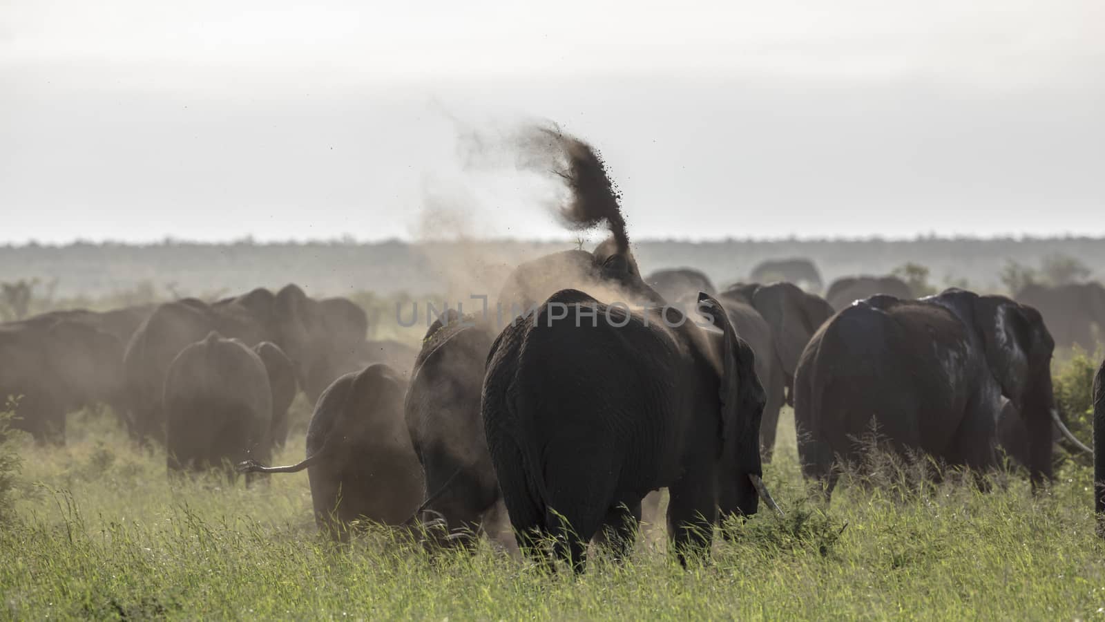 African bush elephant herd in backlit in Kruger National park, South Africa ; Specie Loxodonta africana family of Elephantidae